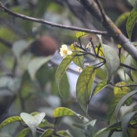 Stemonoporus cordifolius (Thwaites) Alston